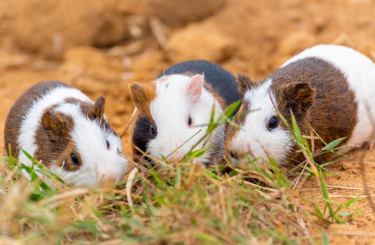 Tierheim in NRW: Meerschweinchen gefunden