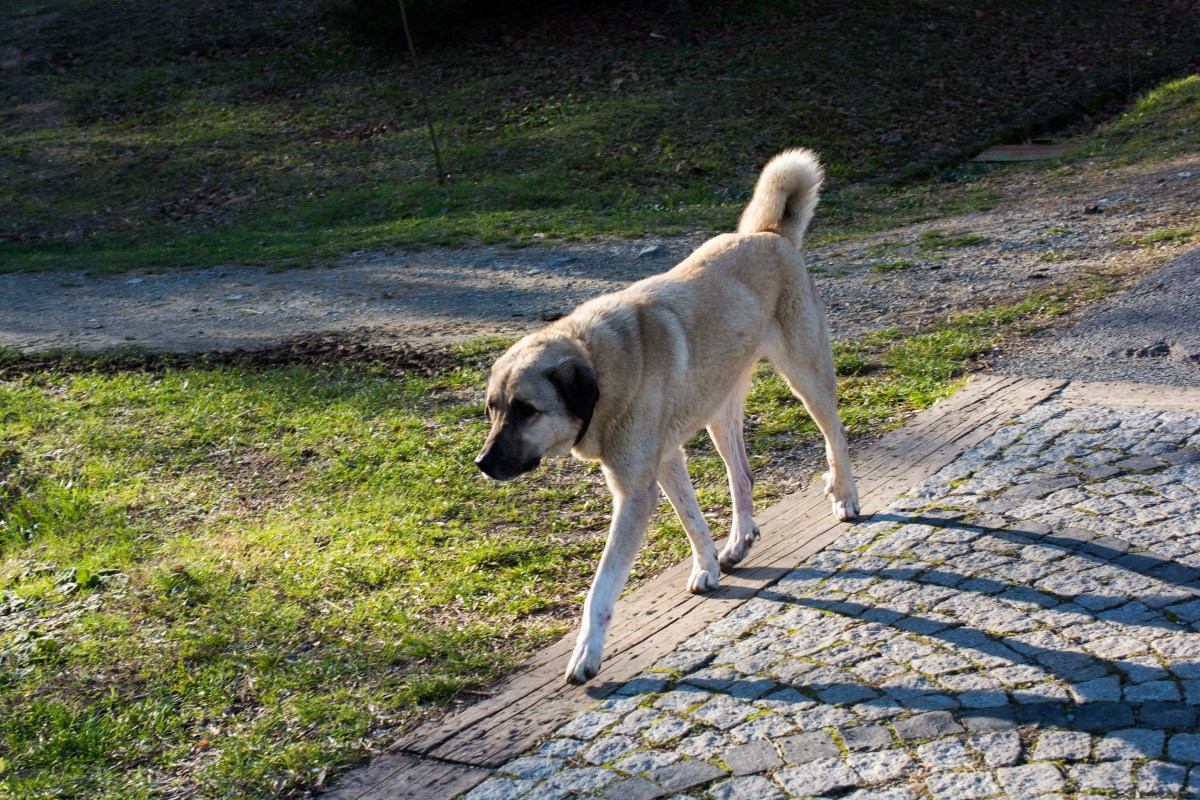 Hund in NRW sucht neues Zuhause