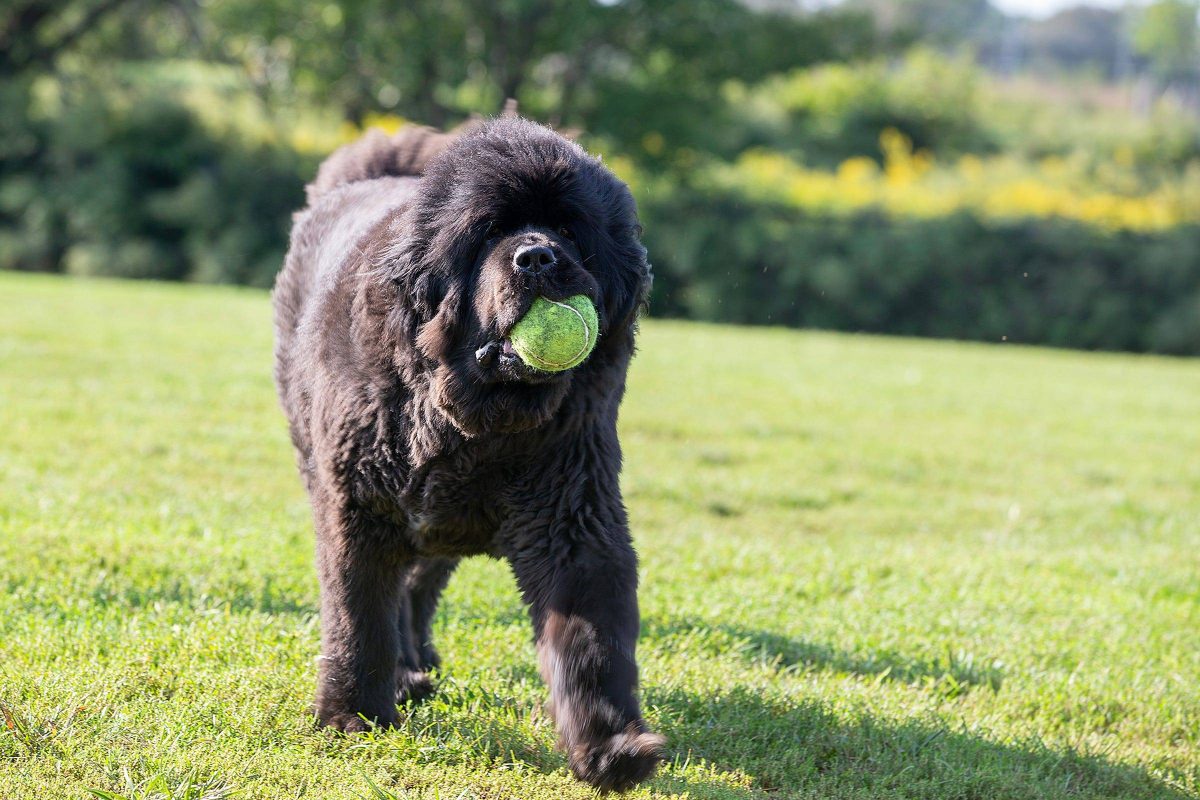 Hund in Duisburg sucht Pflegestelle