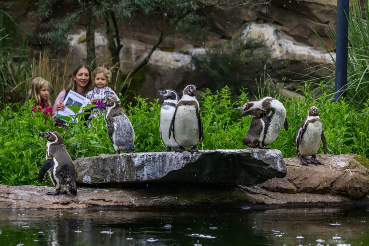 Zoo Krefeld in NRW, Pinguine und Besucher