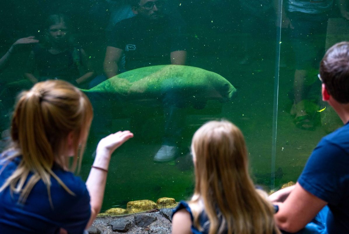 Seekuh im Zoo Duisburg