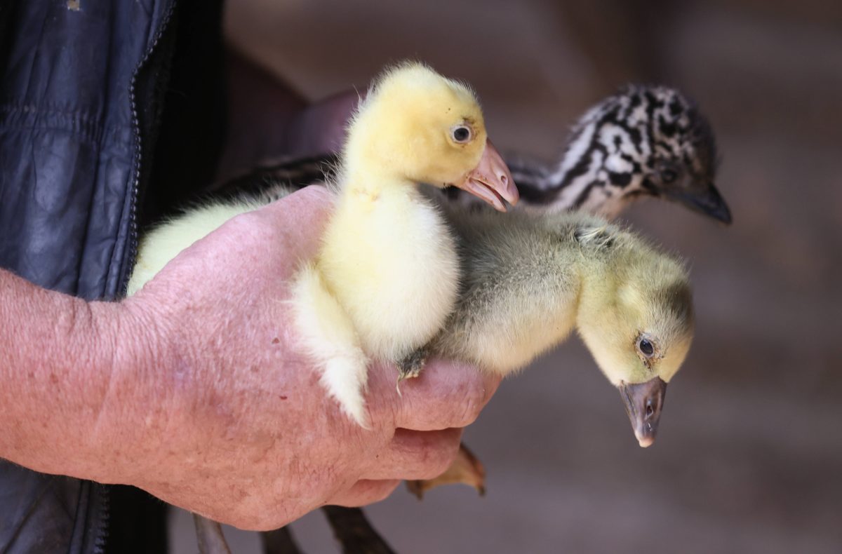 Tierheim in NRW: Küken in Plastiktüte gefunden