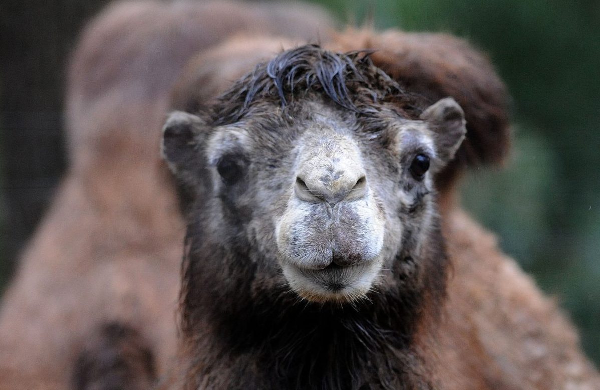 Trampeltier aus dem Zoo Dortmund