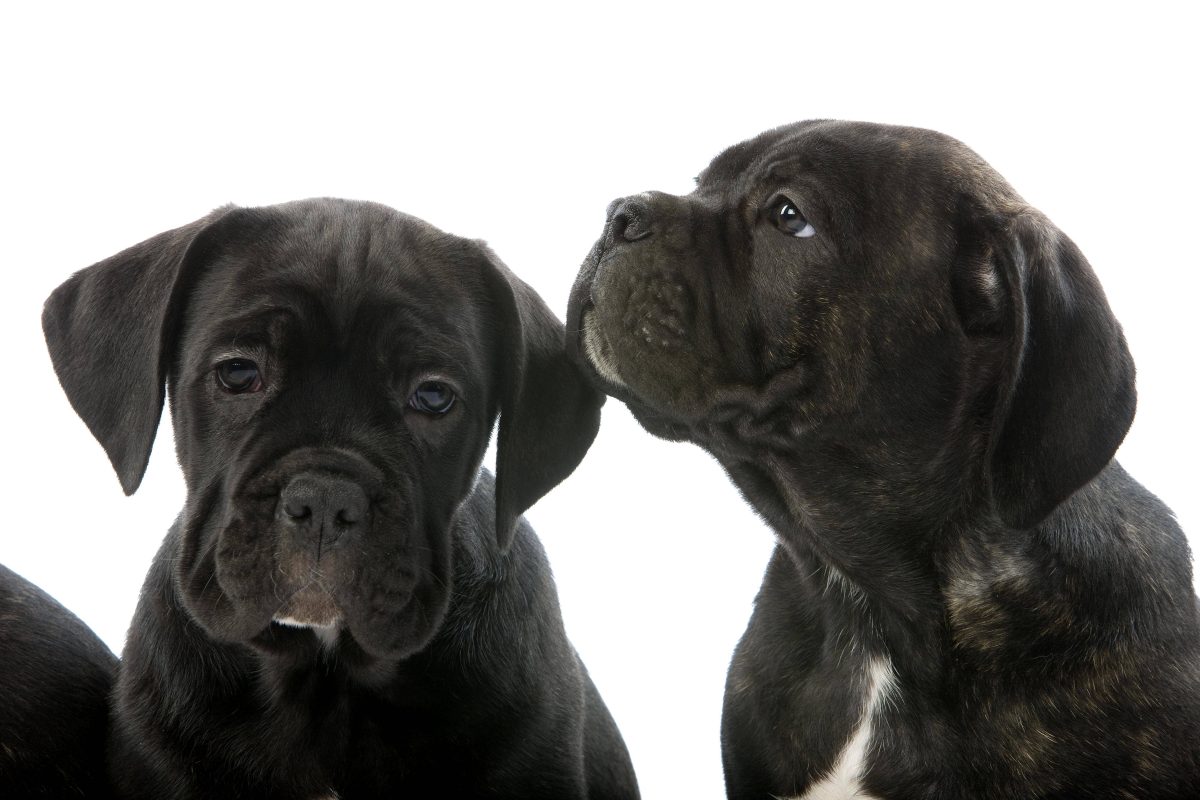 Ein Tierheim NRW muss todkranke Hunde-Welpen aufnehmen. Der Grund für die Krankheit der Hunde zerreißt allen das Herz.