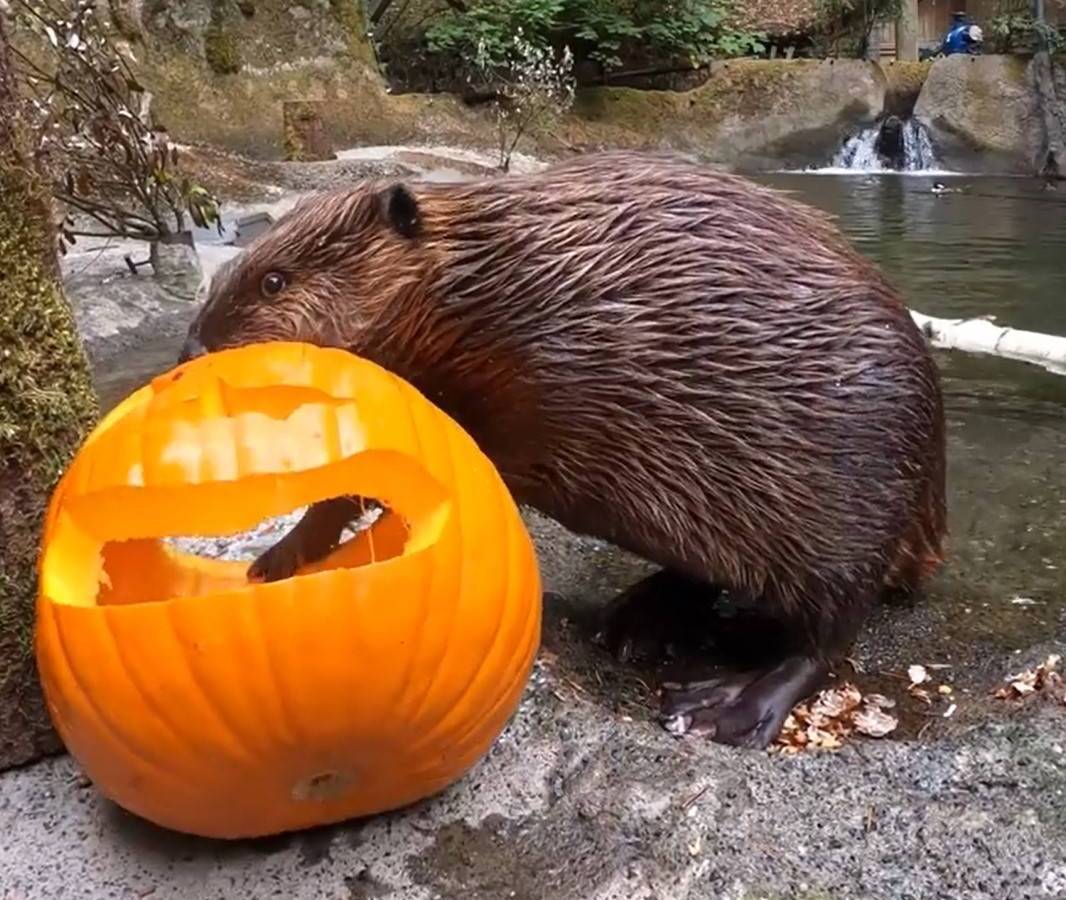 Der Tierpark in NRW im Herbst in NRW spricht diese Warnung aus.