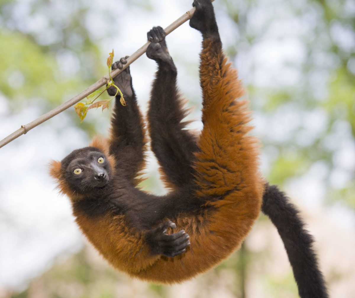 Zoo in NRW muss Abschied von Besucher-Lieblingen nehmen.