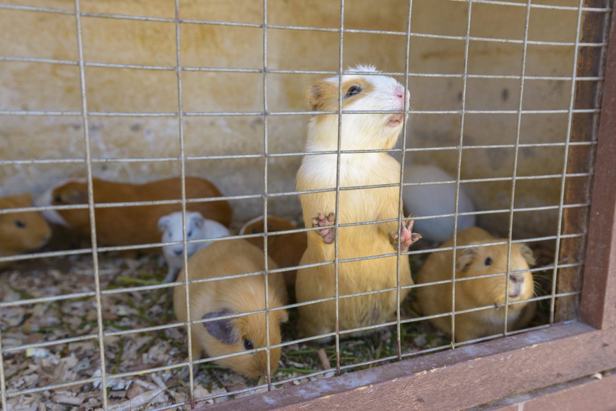 Tierheim in NRW