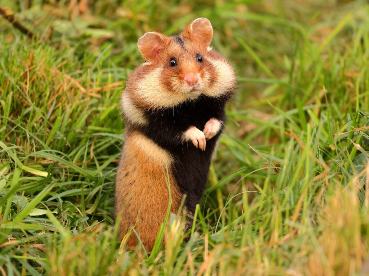 Der Zoom Zoo Gelsenkirchen hat süßen Feldhamster-Zuwachs bekommen. (Symbolfoto)