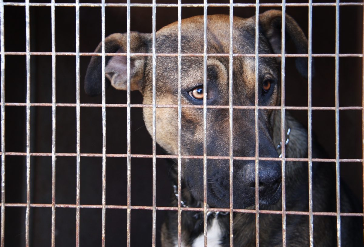 Ein Tierheim in NRW warnt vor einem Hund.