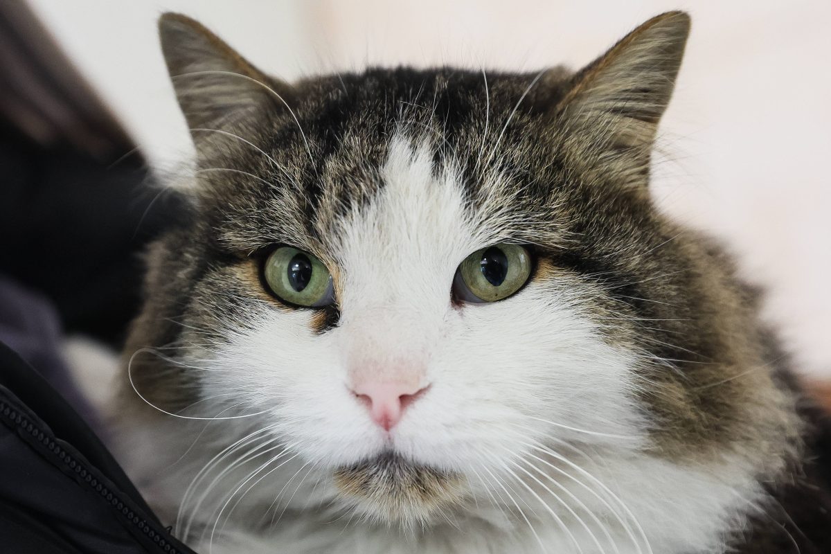 Tierheim in NRW Katzen leiden unter gefährlicher Krankheit DerWesten.de