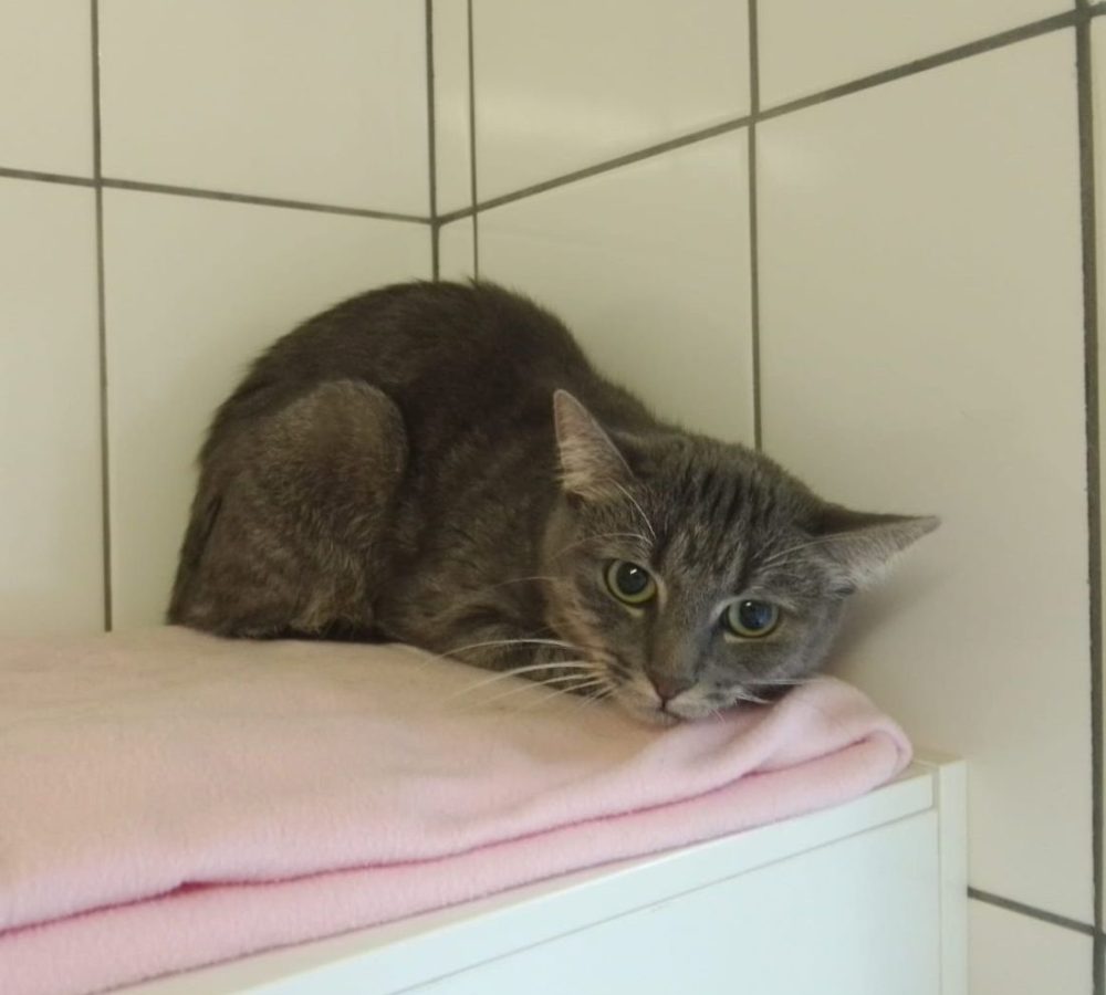 NRW: Katzen verwahrlost in Wohnung gefunden. Tierfreunde sind entsetzt.