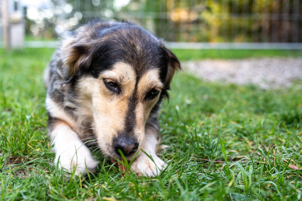 Hund vor NRW-Lidl