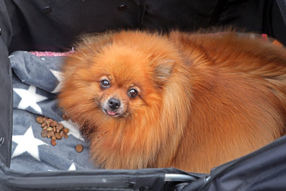 Ein Hund in NRW wurde tagelang in einer Wohnung eingesperrt.