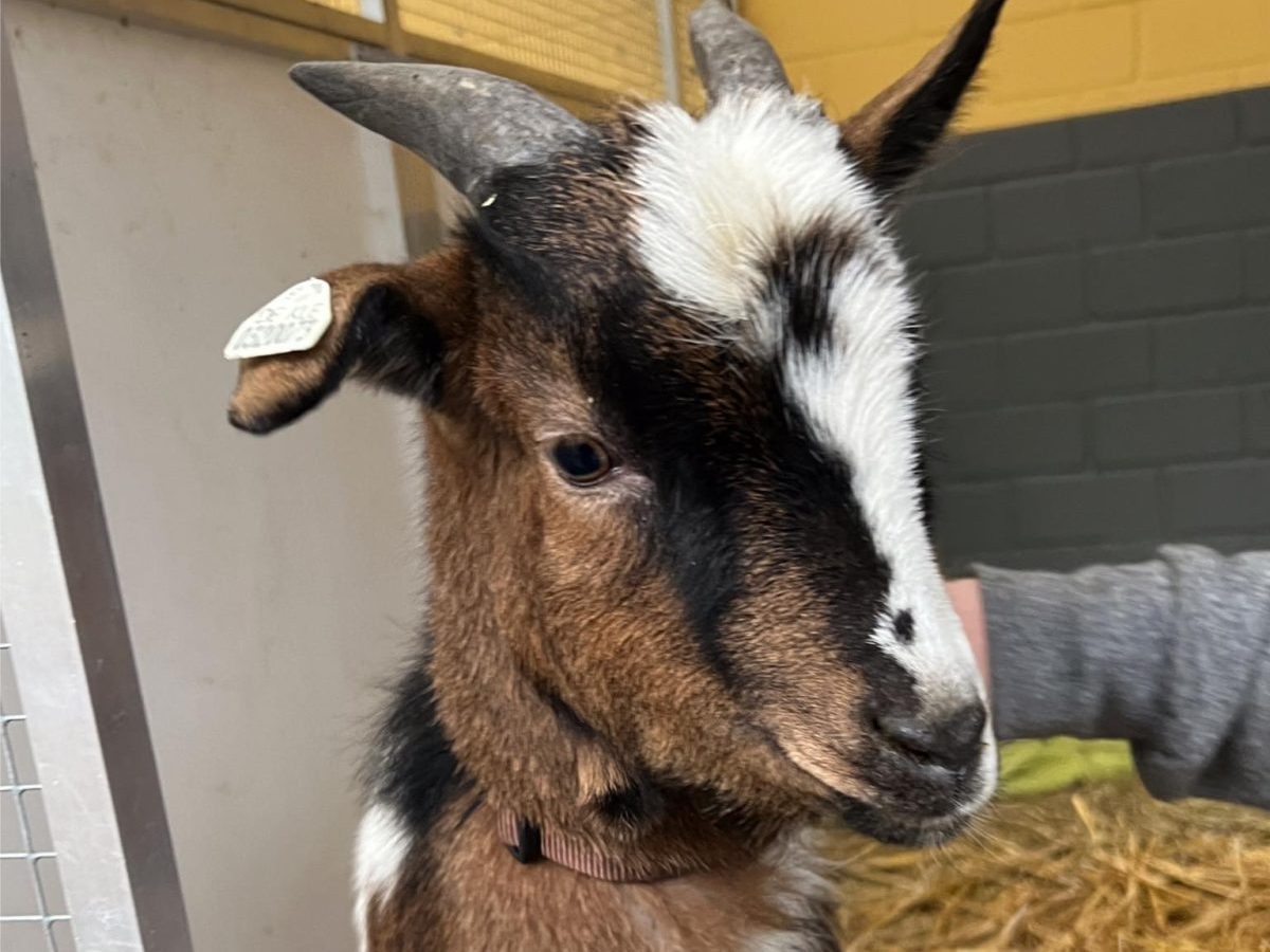 Tierheim in NRW sucht neues Zuhause für Ziegenbock Olaf.