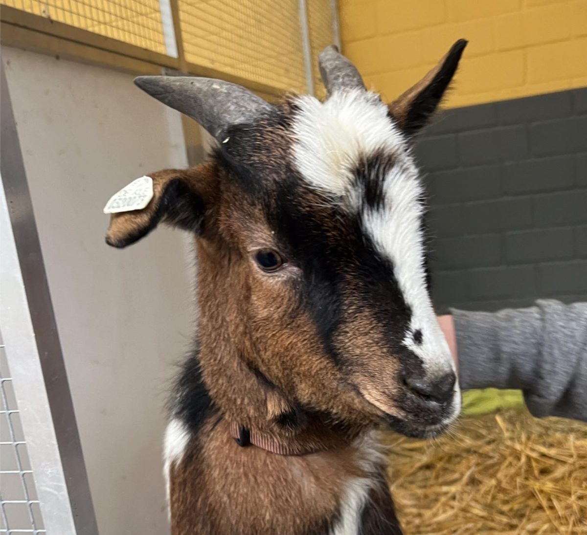 Tierheim in NRW sucht neues Zuhause für Ziegenbock Olaf.