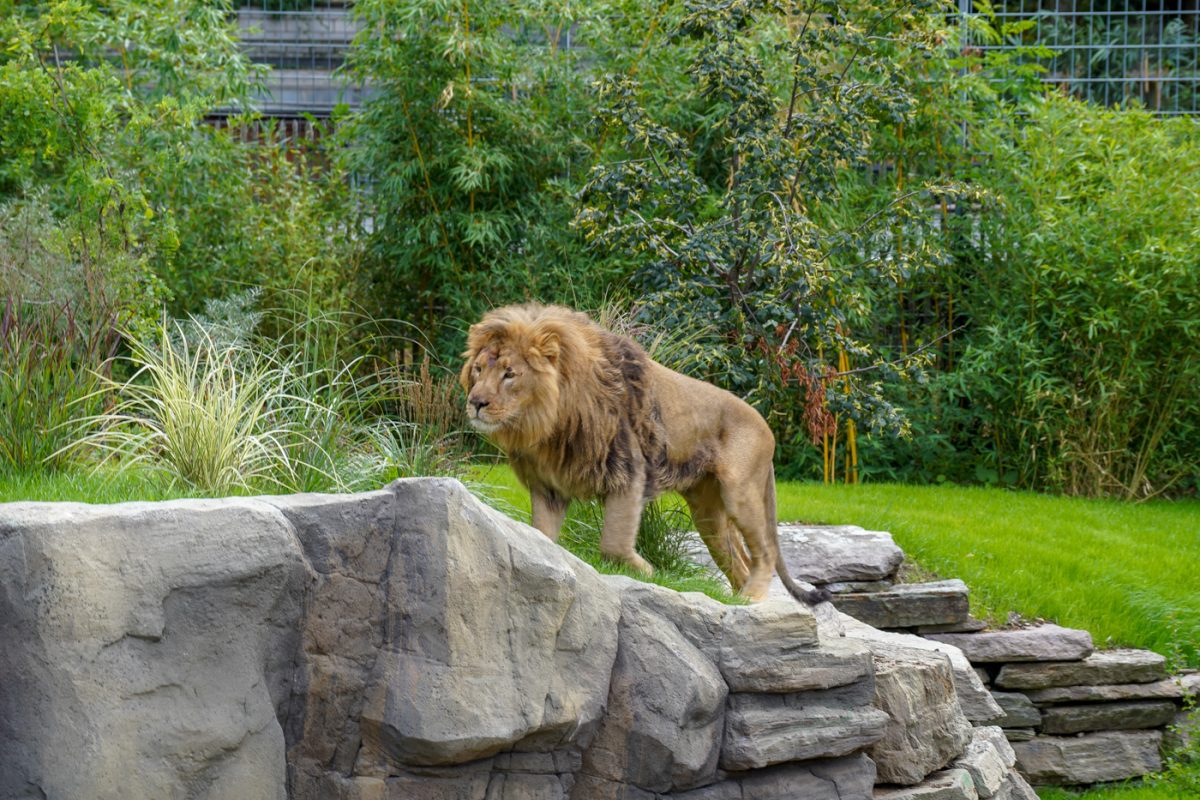 Zoo Köln Löwen