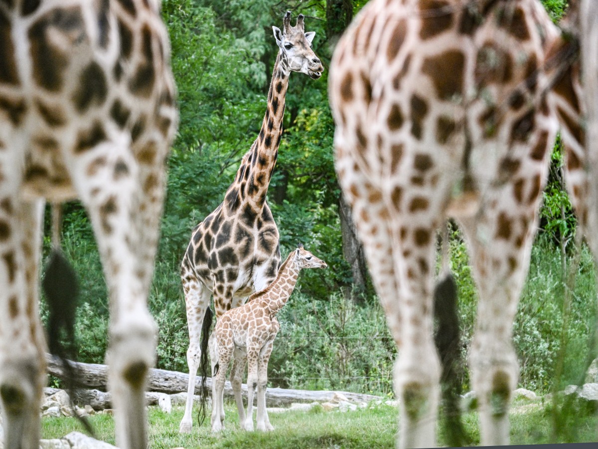 Giraffen mit Baby-Giraffe im Tierpark Berlin.