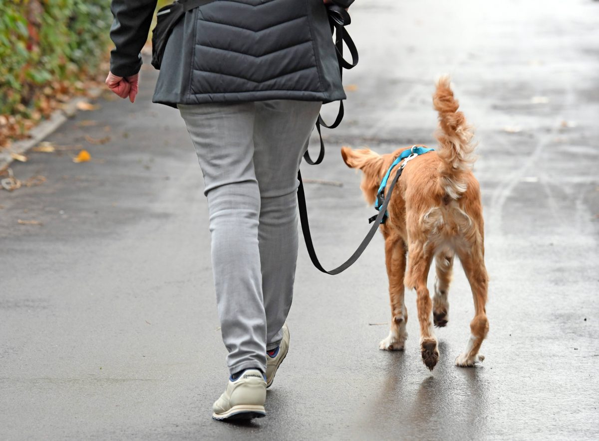 Für Hundehalter in Oberhausen könnte es bald richtig teuer werden.