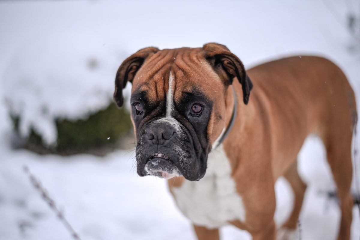 Hund in der Kälte