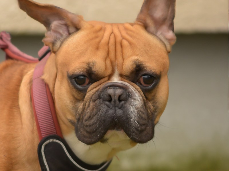 Tierheim Essen nimmt Hund auf – Schock-Anruf bricht Mitarbeitern das Herz