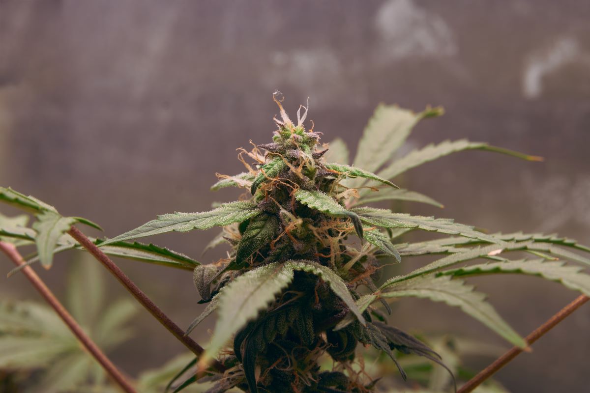 Was ist bei der Legalisierung des Cannabis-Gesetzes für Konsumenten erlaubt?