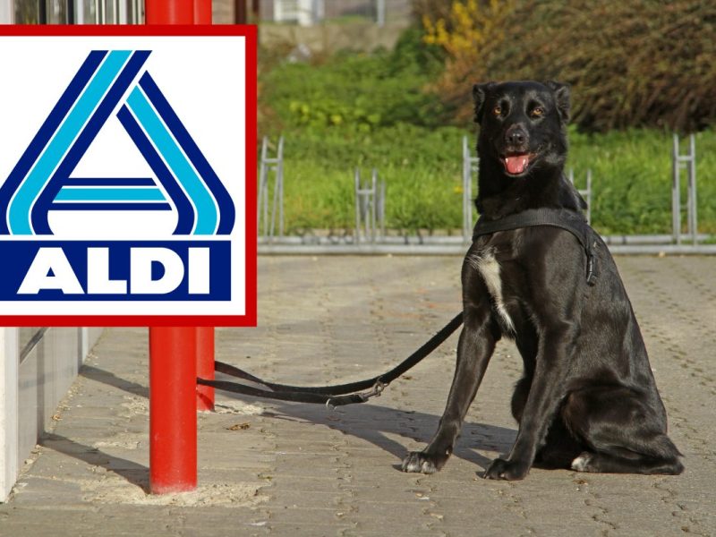 Hund vor Aldi in NRW entführt – unfassbar, wo er Tage später wieder auftaucht