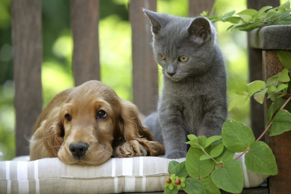 Hund und Katze