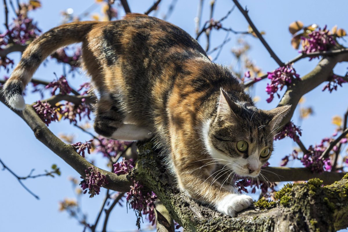 Tierheim in NRW: Katze geht auf Hunde los