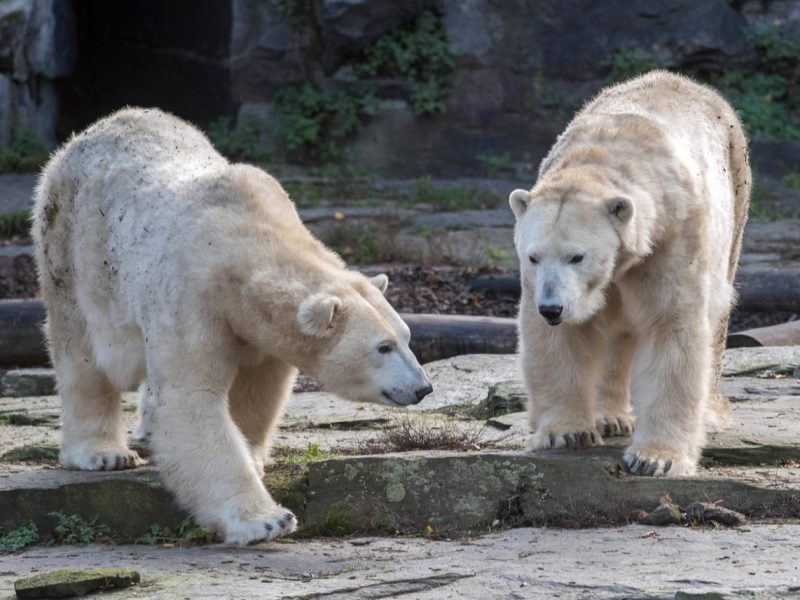 Zoo: Droh-Video sorgt für Verwirrung – Sind Tiere in Gefahr oder ist alles nur ein PR-Gag?