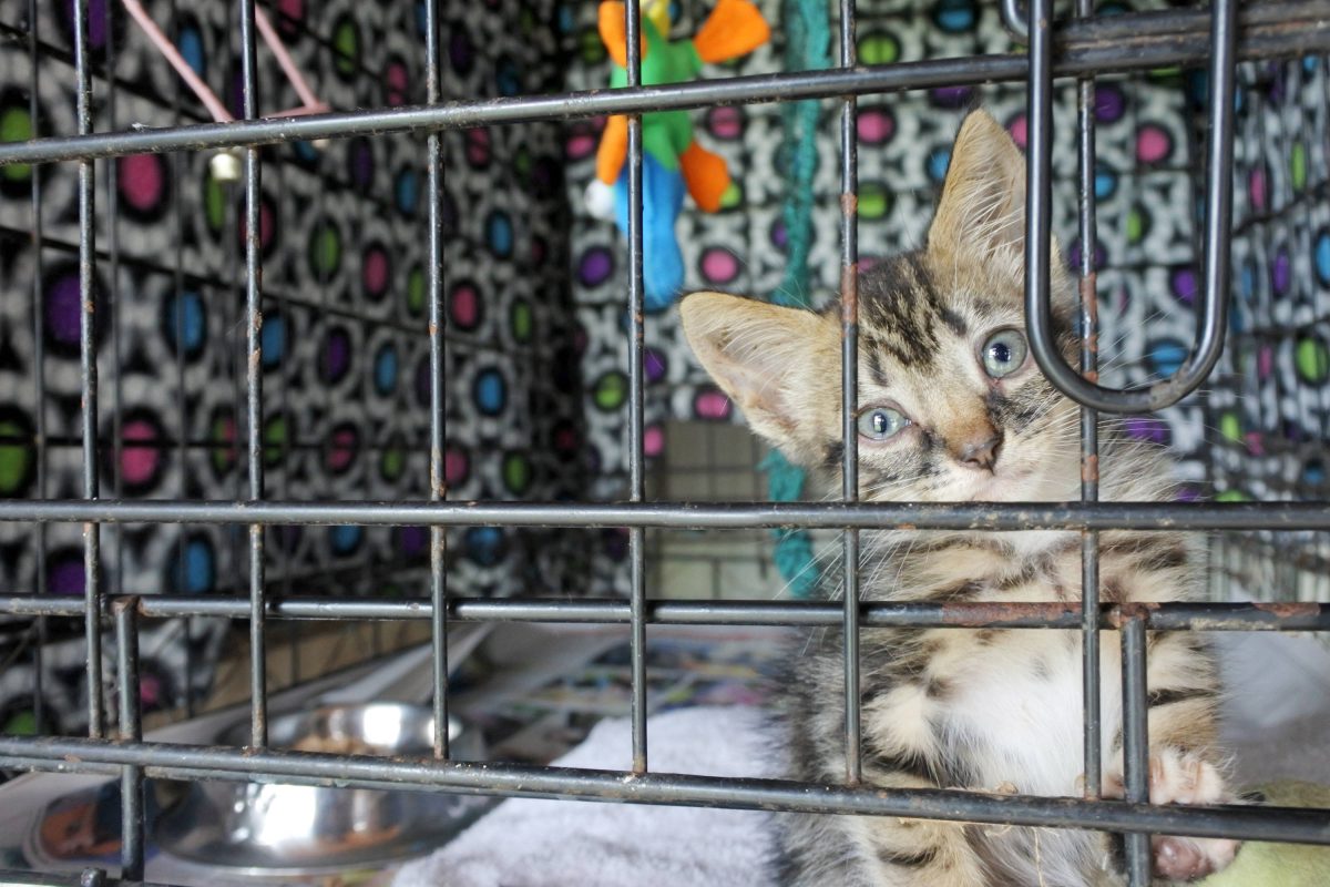 Ein Tierheim in NRW teilt ein trauriges Katzen-Schicksal mit der Öffentlichkeit. (Symbolfoto)