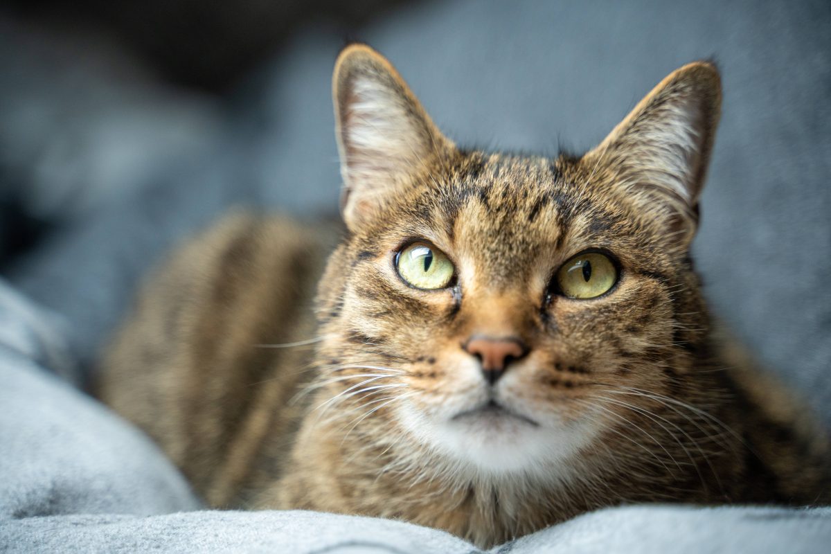 Katzen-Ärger in einem NRW-Tierheim.