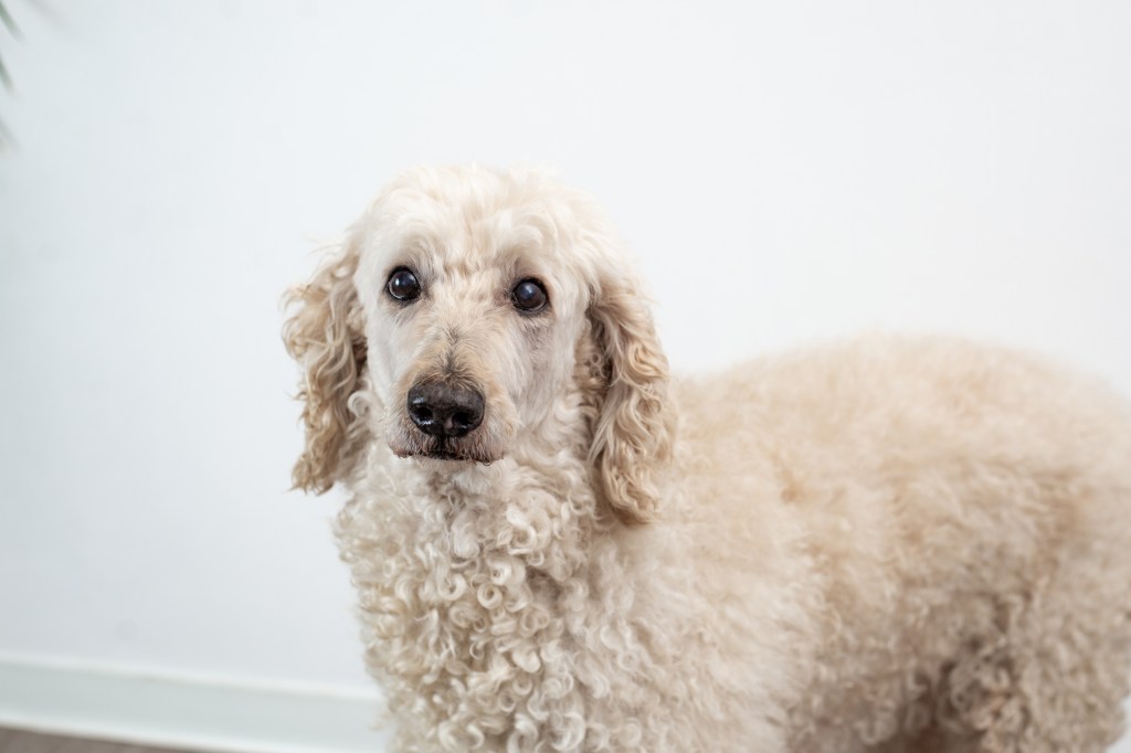 Hund vor weißer Wand.