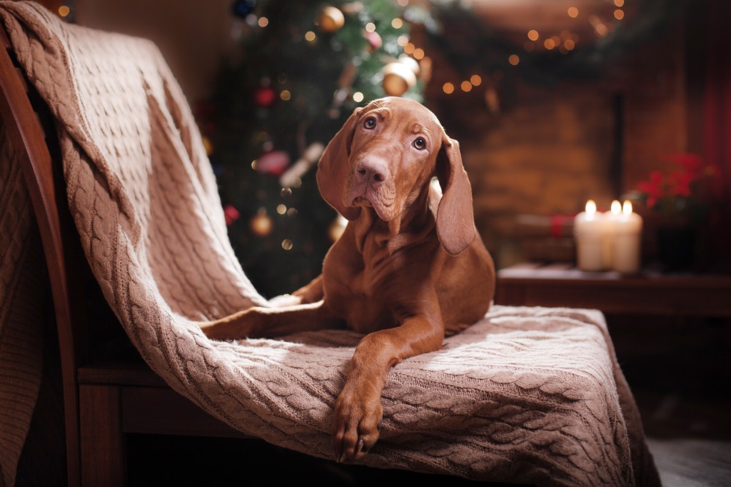 Brauner Hund vor Weihnachtsdekoration.