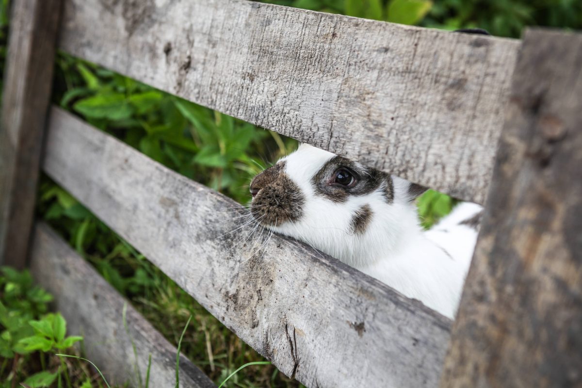 Ein Tierheim in NRW musste gleich drei Vierbeiner aufnehmen, die Hilfe benötigen.