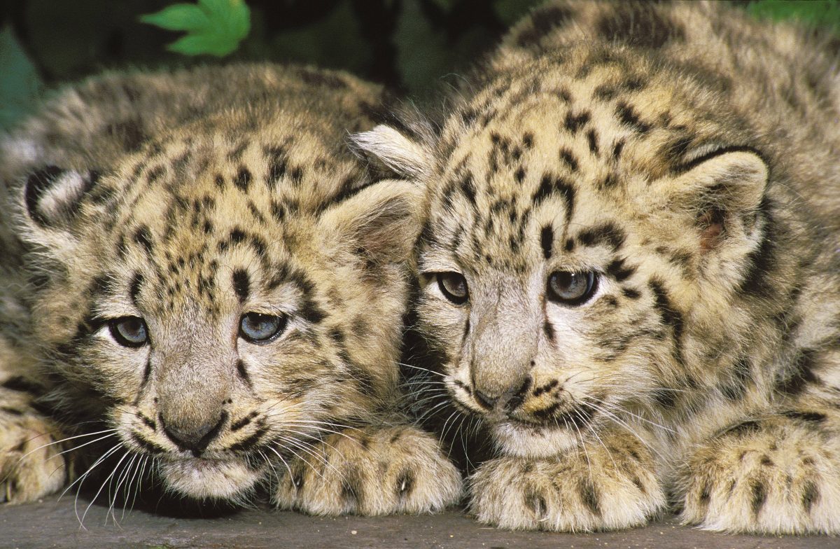 NRW-Zoo verliert einen Besucherliebling. (Symbolfoto)