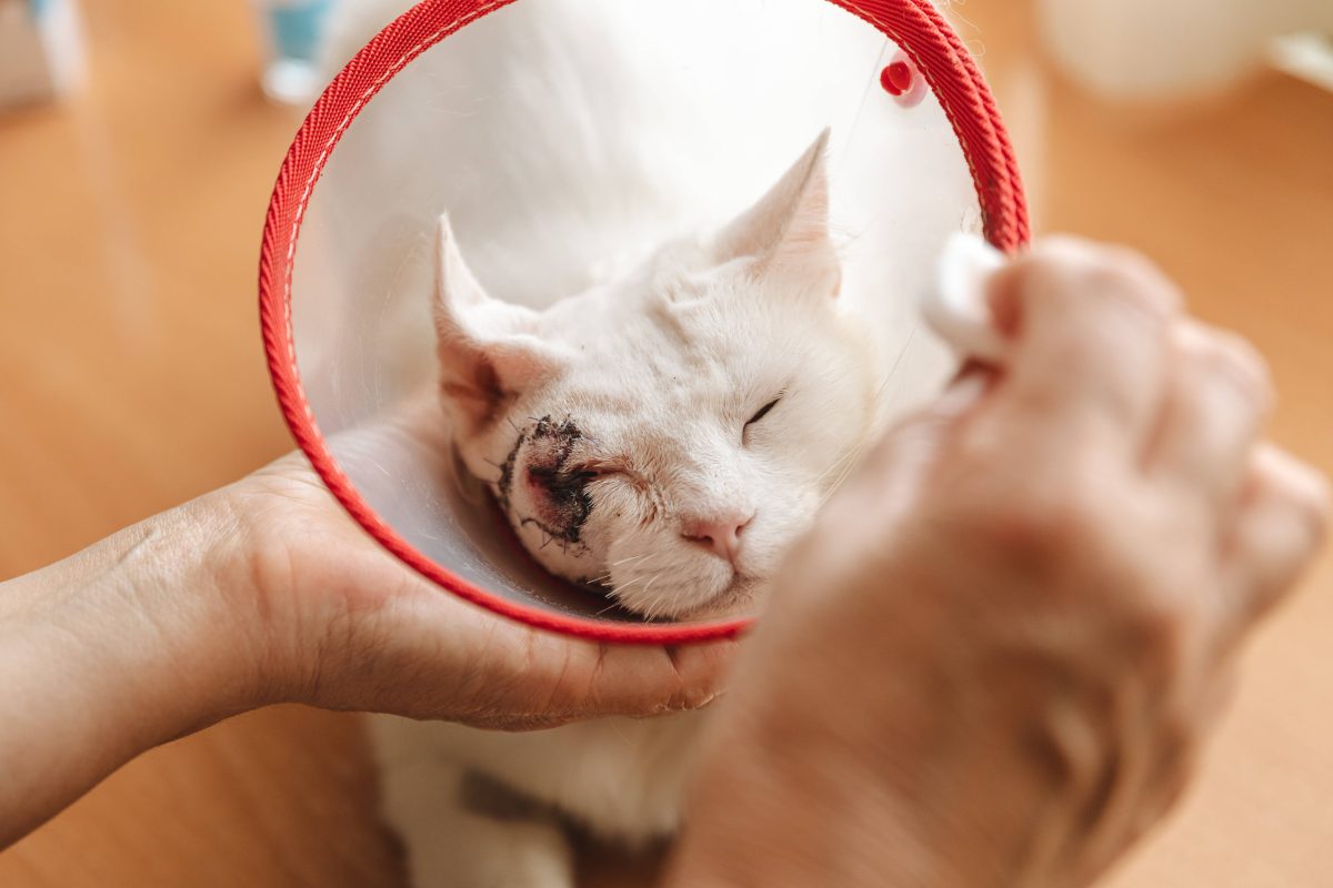 Tierheim in NRW: Katzen-Freunde machen immer denselben Fehler.