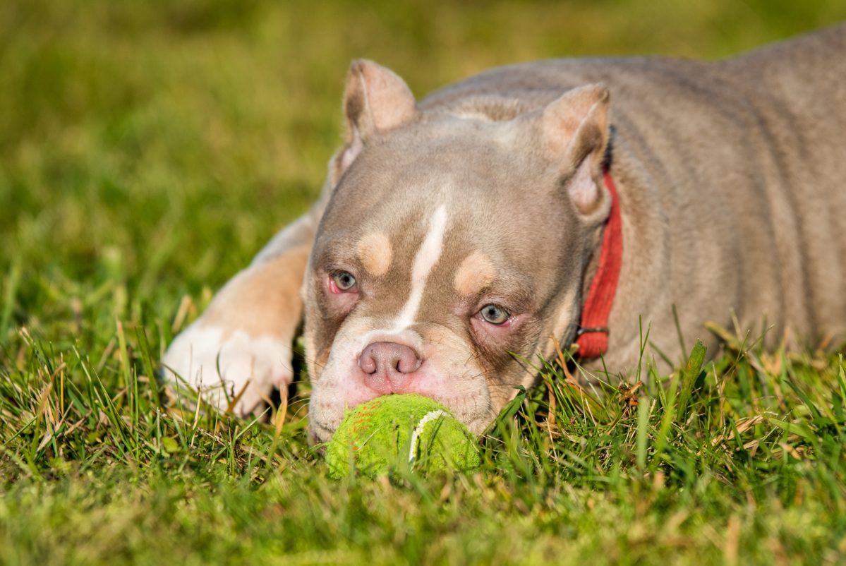 Ein Hund ist während des Spielens verstorben. Auch deinem Vierbeiner könnte das passieren.