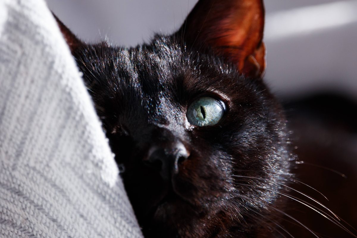 Der Anblick dieser Katze aus dem Tierheim in NRW schockiert.