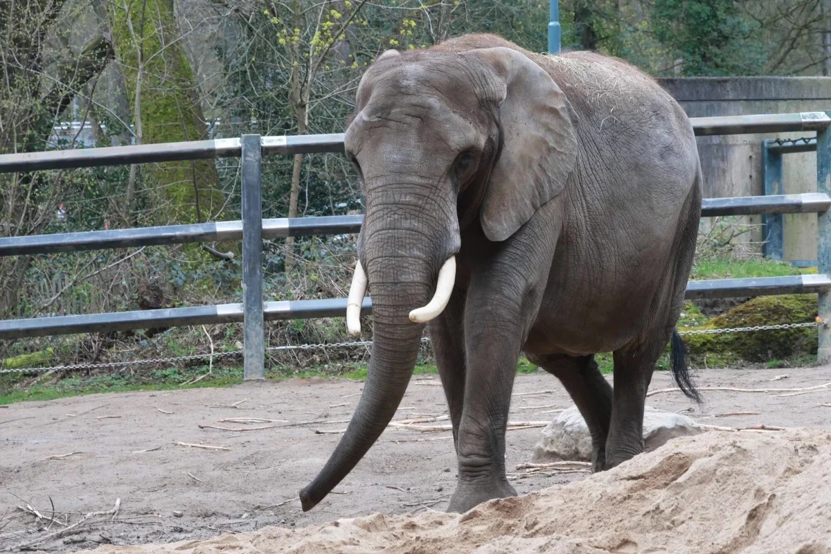 Zoo Wupperzal Elefant Sweni