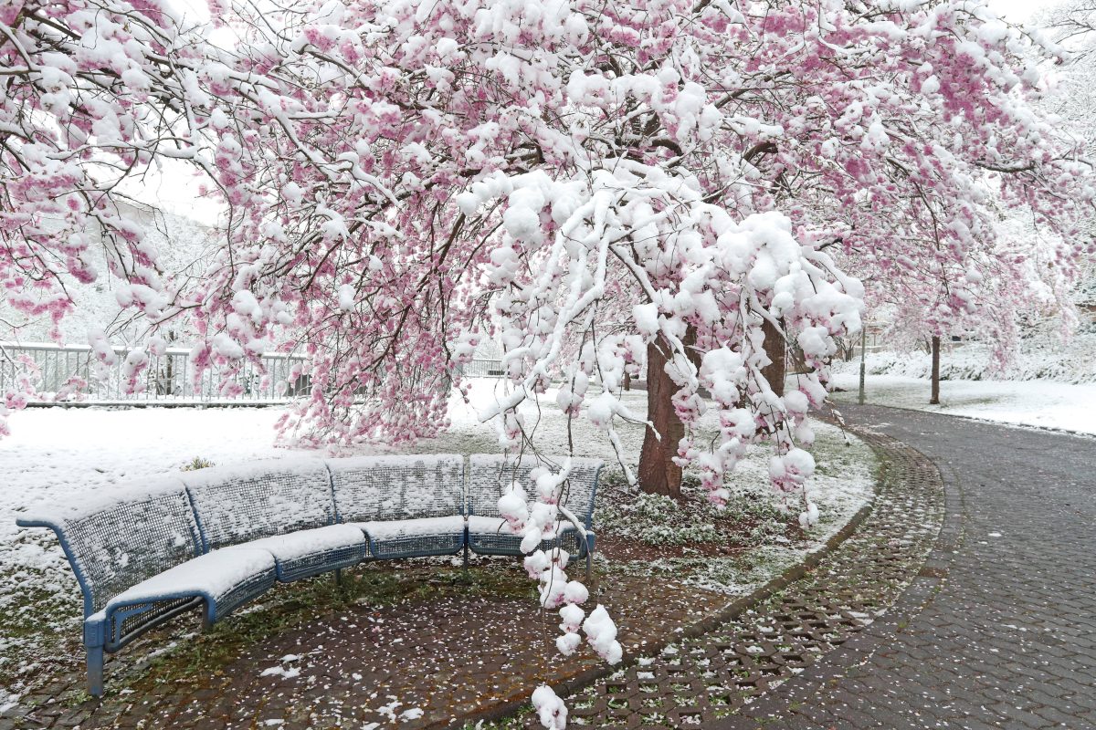 Wird das Wetter in NRW wirklich Schnee bringen? (Archivfoto)