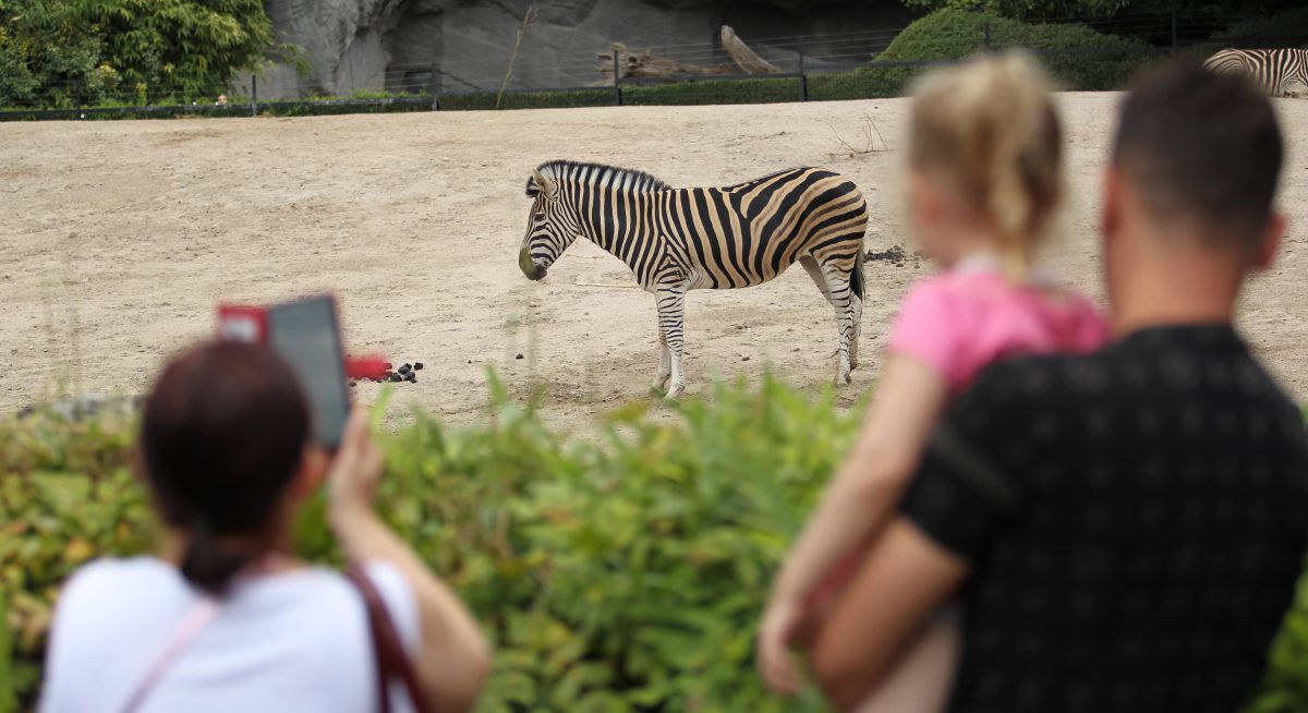 Im Zoo Wuppertal fehlt ein Besucher-Liebling von nun an im Gehge.