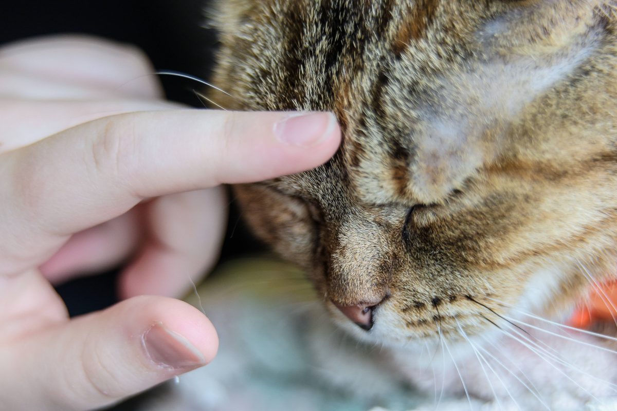 Tierheim Duisburg Katze