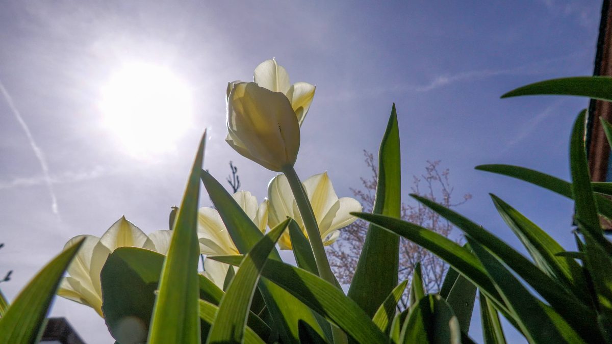 Wetter in NRW: Experte schockt mit Sommer-Prognose.