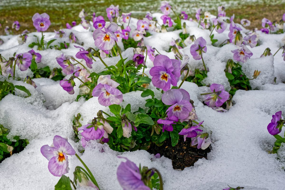 Wetter in NRW: in den kommenden Tagen schlagen die Temperaturen um