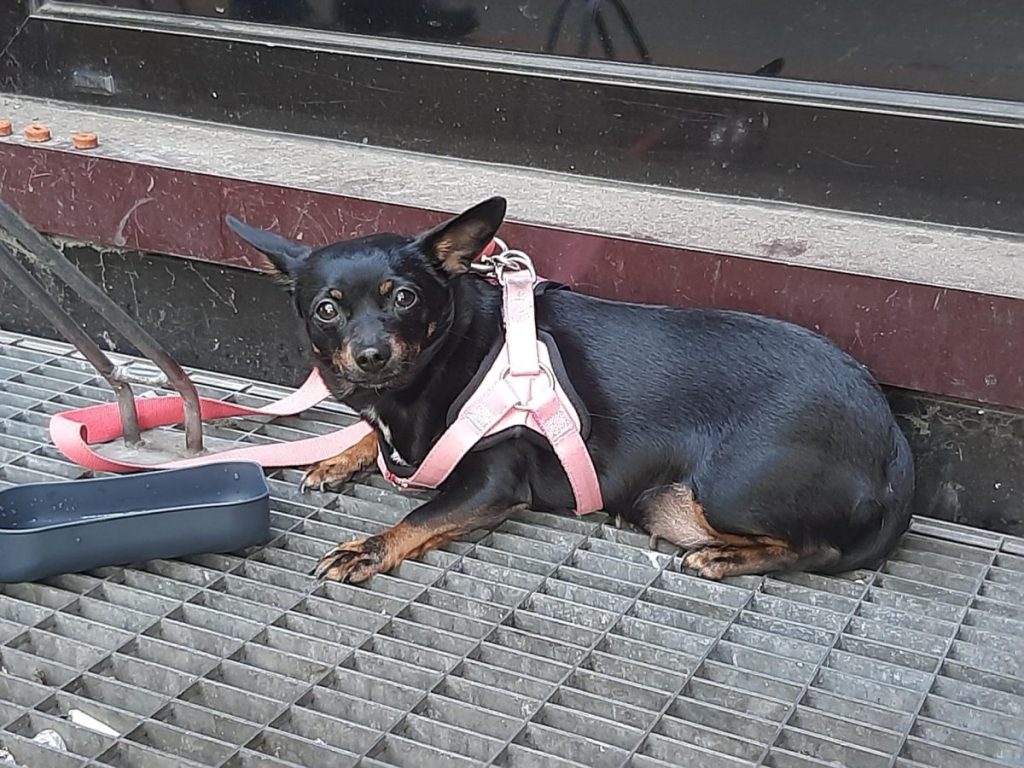 Hund am Hauptbahnhof Dortmund ausgesetzt.