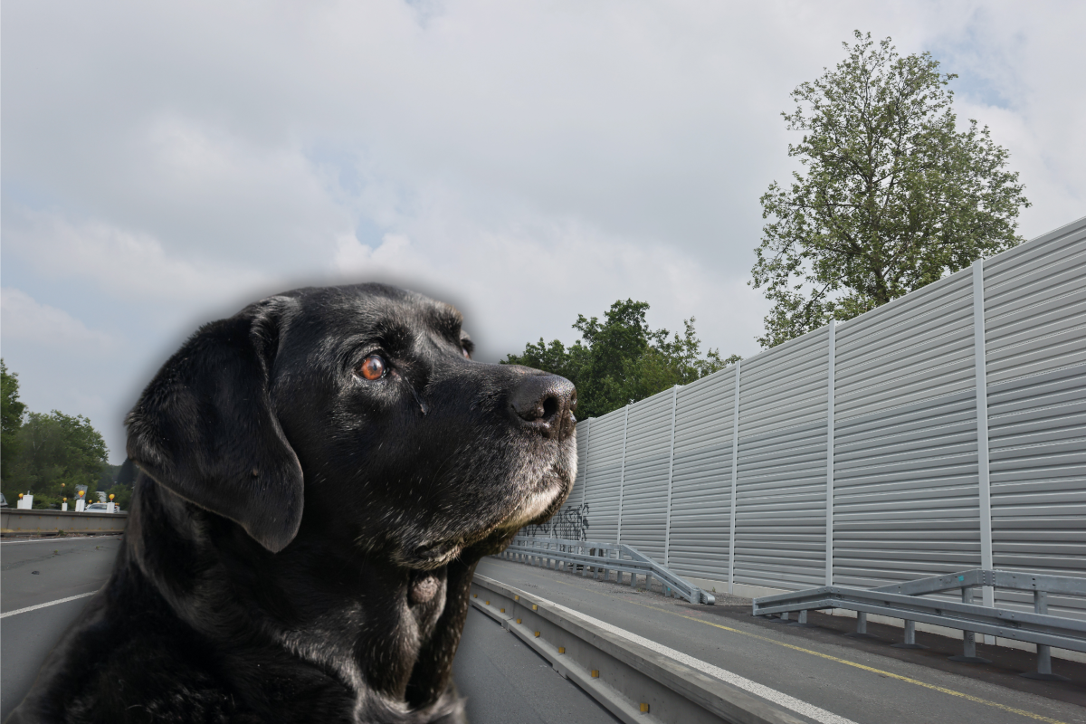 Ein Hund in NRW sorgt auf der A44 für einen Großeinsatz (Symbolbild).