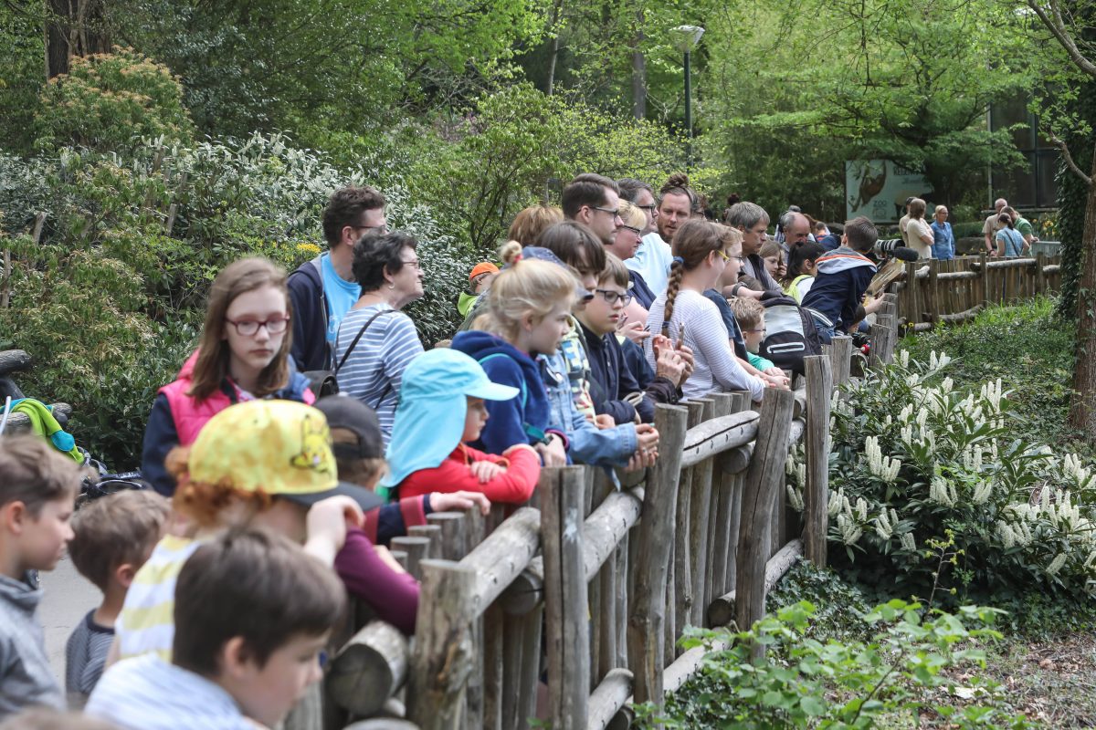 Zoo Dortmund mit echter Schweinerei.