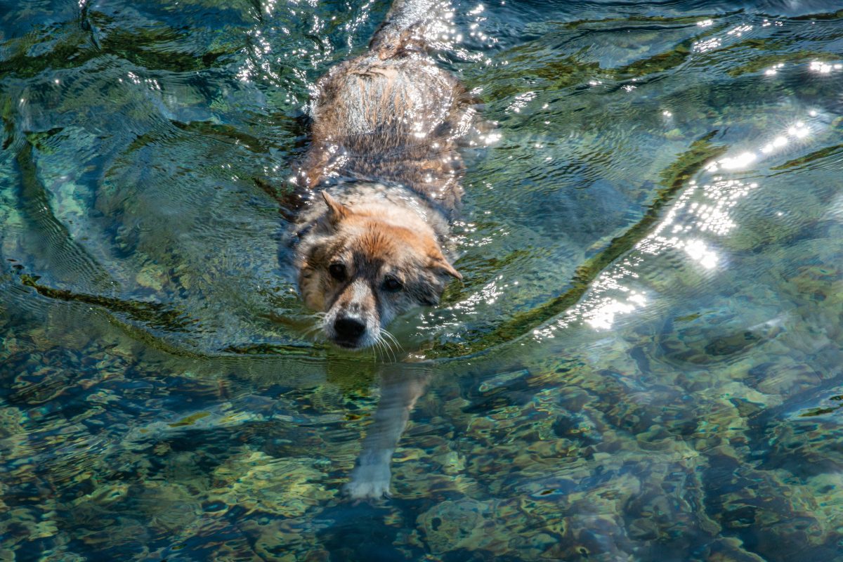 Hund in Duisburg kämpft ums Überleben.