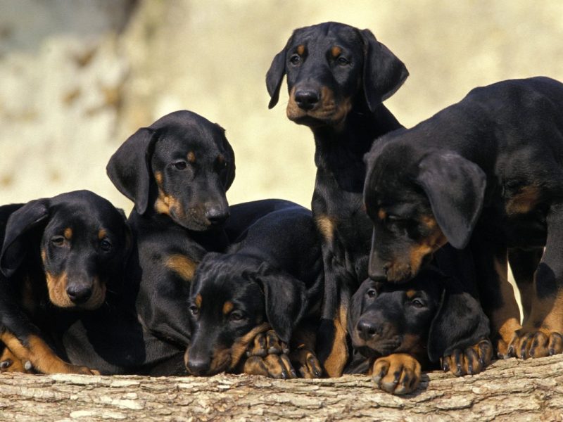 Tierheim in NRW muss zahlreiche Hunde aufnehmen – Blick in Maul und Ohren entsetzt Pfleger