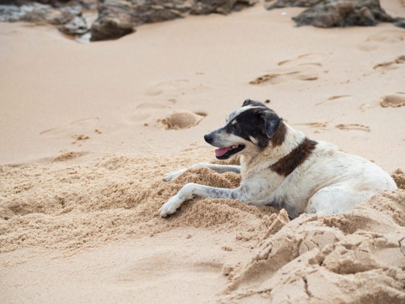 Tierheim Bochum erhält Nachricht nach Hunde-Vermittlung – sie rührt zu Tränen